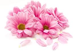 pink flowers images