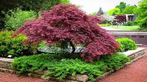Well you're in luck, because here they come. Japanese Maple Garden Design Youtube