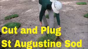 st augustine gr plugs in my lawn