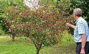 All About Dwarf Fruit Trees Stark Bro S