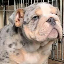 Olde south bulldogges combines advanced genetic training and a caring environment to produce the happiest and healthiest, pedigreed olde english bulldogges available. Blue Merle Bulldog For Sale Breeder Of Old English Bulldogge Puppies