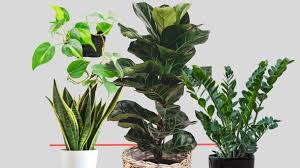 20 Plants Safe For Dogs Indoor Outdoor