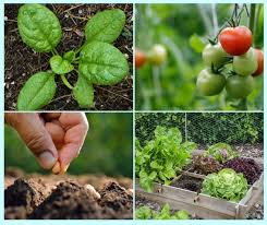 what is square foot gardening edible
