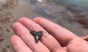 how to go shark tooth hunting what you