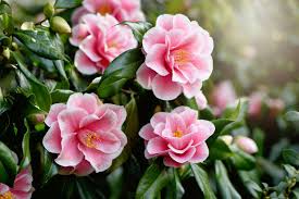 how to grow and care for sasanqua camellia