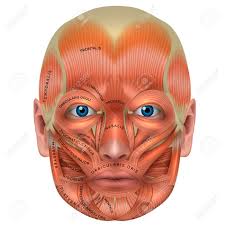 However, if you take a little time to learn a few root words. Muscles Of The Face And The Name Of Each Muscle Detailed Bright Anatomy Isolated On A White Background Royalty Free Cliparts Vectors And Stock Illustration Image 93262710