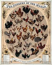 Poultry Wikipedia