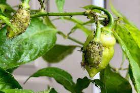 aphids on pepper plants how to treat