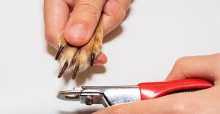 how to cut a dog s nail properly
