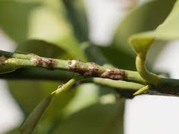 citrus scale pests information on