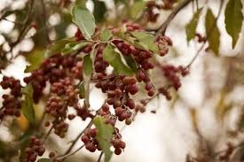 russian olive tree how long it takes