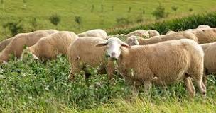 what-do-sheep-eat-besides-grass