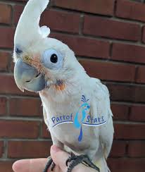 Due to no longer owning a goffin cockatoo this page is inactive until further notice. Goffin Cockatoo For Sale