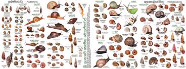 Tropical Land Snail Diversity South And Southeast Asia