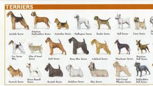 Dog Breed Dog Breed Chart