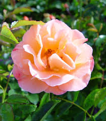 rosa flower carpet amber amber flower