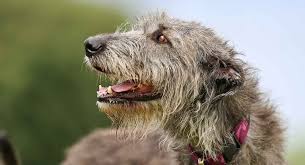 Do not purchase a puppy from a breeder who cannot provide you with written documentation that the. Irish Wolfhound Is This Gentle Giant Your Perfect Companion