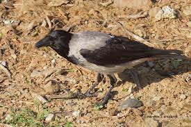 Raw Birds: HOODED CROW or GREY CROW (Corvus cornix) Agia Marina, Crete,  Greece