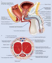 Diagram of male groin area / anatomy of groin. Genital Scars Springerlink