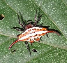 Gasteracantha versicolor - Wikipedia