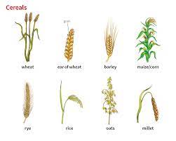barley noun definition pictures