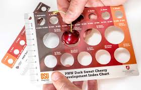 Limited Supply Of New Nw Cherry Color Cards Available Good