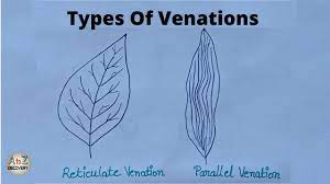 venation of leaf reticulate parallel