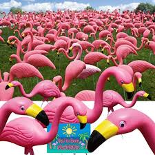 Bloem Pink Flamingo 50 Pack Bulk G2