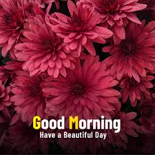 beautiful good morning flower images