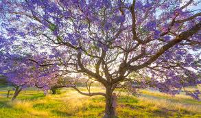 the best flowering trees in australia