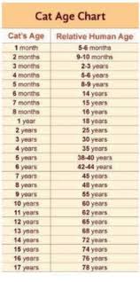 Cat Age Chart Relative Human Age 5 6 Months 9 10 Months 2 3