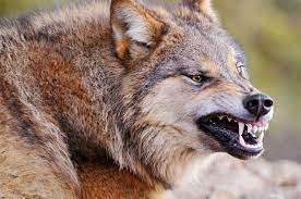 Wolf bearing his Teeth 4k Ultra HD ...