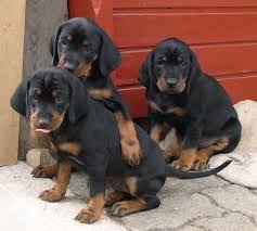 Now your furry little black and tan coonhound is no longer a puppy. Austrian Black And Tan Hound Osterreichische Glatthaarige Bracke Vieraugl Brandlbracke Dogs Puppy Hound Puppies Dog Obedience Classes Puppies