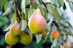 pros cons of a cleveland select pear tree