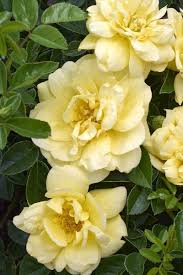 flower carpet yellow rose rosa x