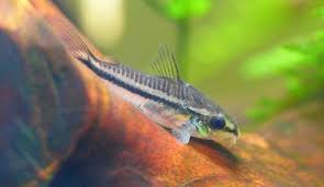 Freshwater Aquarium Fish Disease Symptoms Treatments