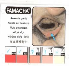 Famacha Anaemia Guide Download Scientific Diagram