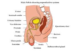 The testes also secrete androgen, the male hormone which influences the growth and. Structure Of Reproductive Organs Gcse Biology Revision
