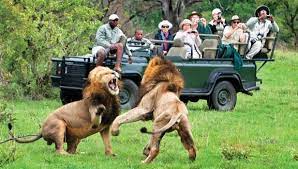 south africa safari tours light on