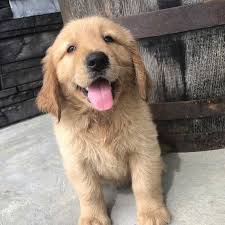 Of all the golden retriever colors, dark gold is one of the most striking. Dark Red Golden Retriever Puppies For Sale Usa Canada Australia