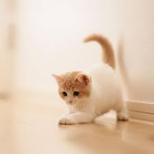 Ipad Cute Cat Kitten Animal Hd Phone