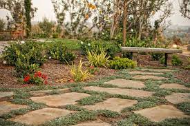 How To Grow Moss Between Pavers Plant