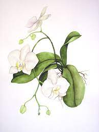 Orchids Painting Orchid Ilration