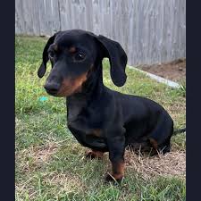 samson small male dachshund dog in