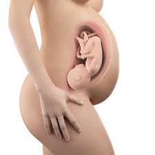 Pada usia kehamilan 32 minggu janin dalam kandungan sudah mampu mendengarkan suara suara yang ada di luar kandungan. Perkembangan Janin 39 Minggu Kehamilan Hello Sehat