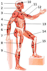 free anatomy quiz the muscles of the