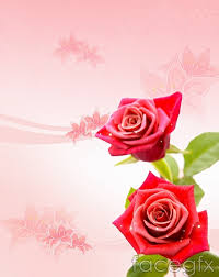 beautiful rose flower background psd