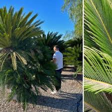 Palm Trees Garden Plants