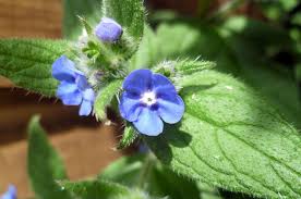 Identify plants and flowers when you upload a picture or take a photo with your phone. Tiny Blue Flower Name Flowers Forums
