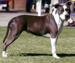 Add a gift receipt with prices hidden. India American Staffordshire Terrier Breeders Grooming Dog Puppies Reviews Articles Muamat